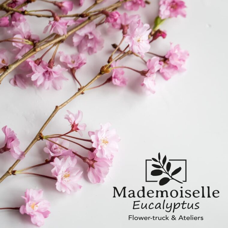 Realisation Mademoiselle Eucalyptus Creation de site web Hebergement Maintenance